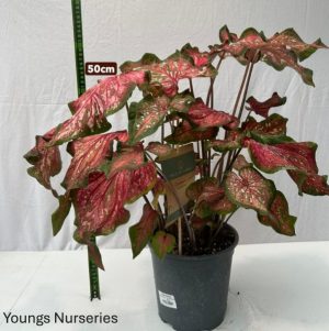 Caladium mix
