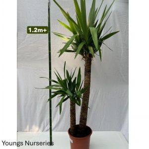 Yucca