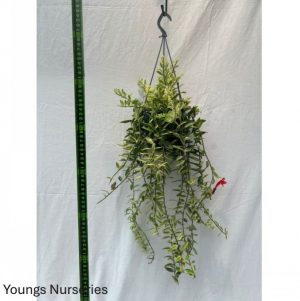 Aeschynanthus mix