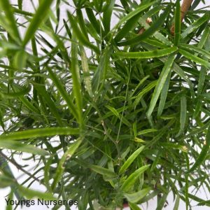 Asparagus falcatus