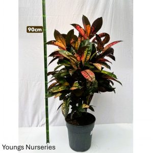 Codiaeum var Mrs Iceton 24/80