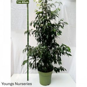 Ficus benjamina MagniFicus 27/135