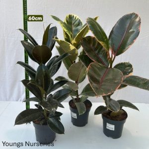 Ficus elastica