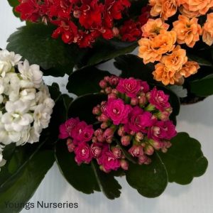 Kalanchoe blossfeldiana 'Rosalina'