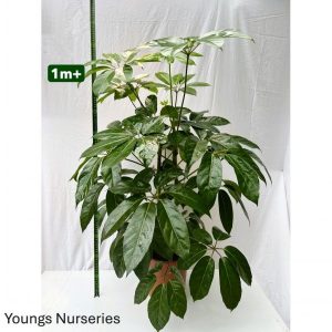 Schefflera act Amate
