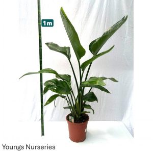 Strelitzia nicolai