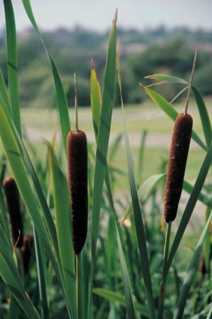 Typha angustifolia