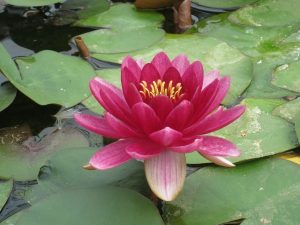 Water Lily - Nymphaea 'Perry's Baby Red'