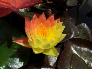 Water Lily - Nymphaea Wanvisa
