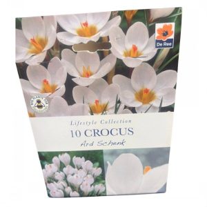 Crocus Ard Schenk