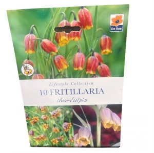 Fritillaria Uva Vulpis
