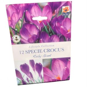 Crocus
Specie Crocus Ruby Giant