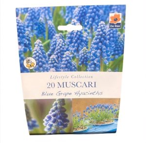 Muscari Blue Grape Hyacinths
