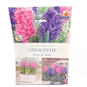 Deree hyacinth blue and pink