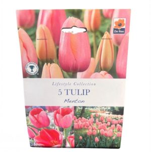 Tulip Menton Single Late