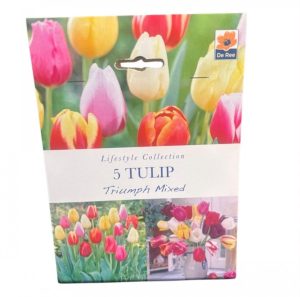 Tulip Triumph Mixed