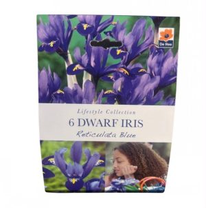 Dwarf Iris Reticulata Blue