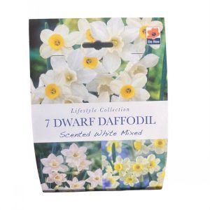 Dwarf Daffodil Scented White Mix