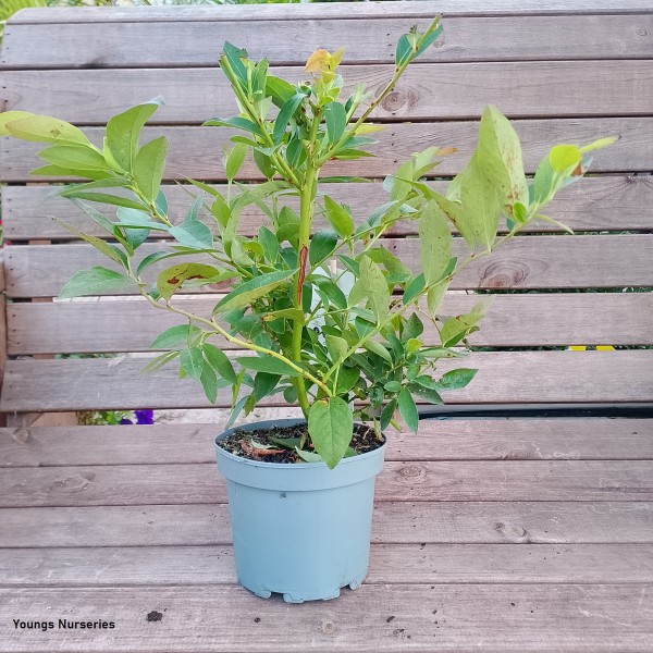Vaccinium corymbosum 'Legacy'