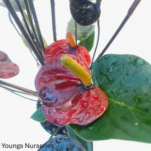 Anthurium Silver Blush