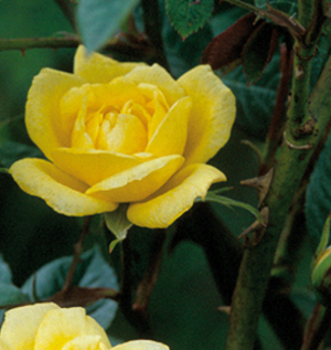 Climber -  Rosa 'Laura Ford'