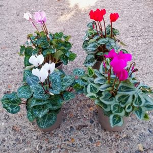 Cyclamen -autumn/winter flowering