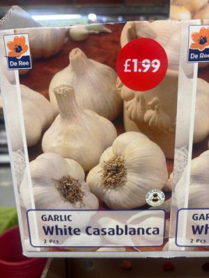 De Ree Garlic White Casablanca x2