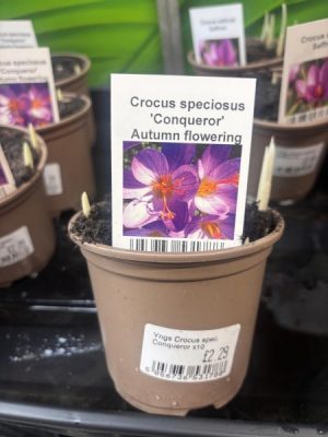 Crocus speciosus
'Conqueror'
Autumn flowering