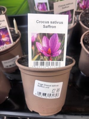 Crocus sativus Saffron