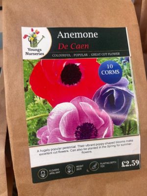 Anemone De Caen