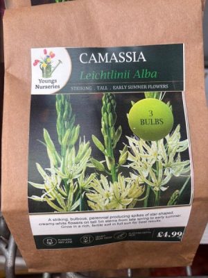 Camassia Leichtlinii Alba