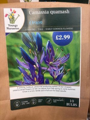 Camassia quamash Orion