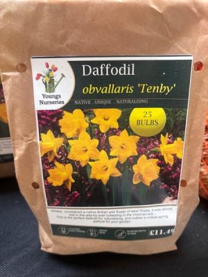 Daffoldil obvallaris 'Tenby'
