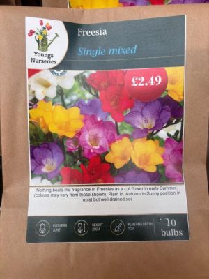 Freesia (single flowered) mix