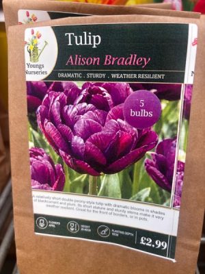 Tulip Alison Bradley
