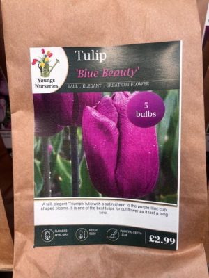 Tulip 'Blue Beauty'
