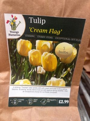 Tulip 'Cream Flag'