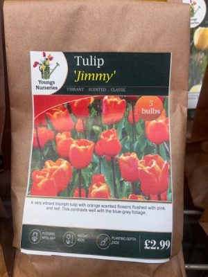 Tulip 'Jimmy'