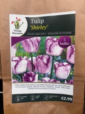 Tulip 'Shirley'