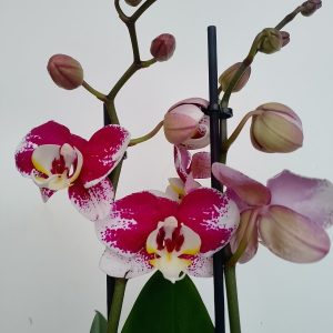 Phalaenopsis (Moth Orchid)