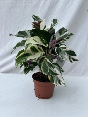 Calathea 'Fusion White'