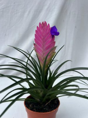 Tillandsia cyanea 'Vincent'